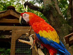 250px-Ara_macao_-Macaw_Mountain_Bird_Park_-8a