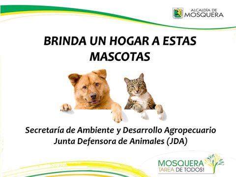 Mosquera dice sí a la adopción de mascotas