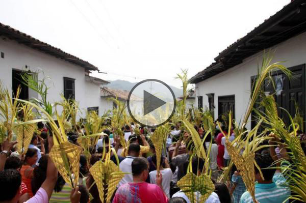 Funza dice no al comercio de la palma de cera