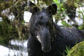 Liberan animales silvestres