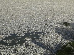 CAR emite alerta por mortandad de peces en El Peñón