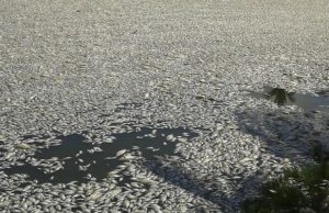 CAR emite alerta por mortandad de peces en El Peñón