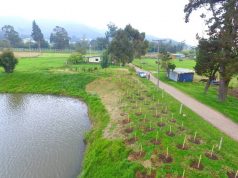 9.400 arboles fueron sembrados en Facatativá