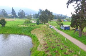 9.400 arboles fueron sembrados en Facatativá