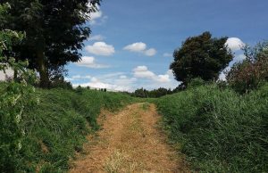 Funza conmemora día mundial del medio ambiente
