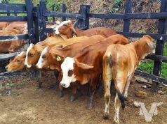 Protocolos de seguridad frente a la presencia de fiebre aftosa en Cundinamarca
