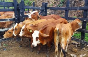 Protocolos de seguridad frente a la presencia de fiebre aftosa en Cundinamarca