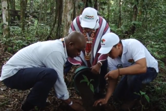 Continua proyecto Bosques de paz