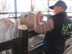 El ICA levanta cuarentena preventiva en 9 municipios del Magdalena Medio