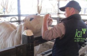 El ICA levanta cuarentena preventiva en 9 municipios del Magdalena Medio