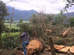 Operativo contra tala ilegal de madera en Bojacá deja 4 detenidos