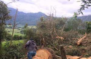 Operativo contra tala ilegal de madera en Bojacá deja 4 detenidos