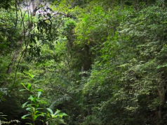 Siete países crean alianza con Colombia para la protección del medio ambiente