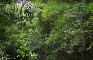 Siete países crean alianza con Colombia para la protección del medio ambiente