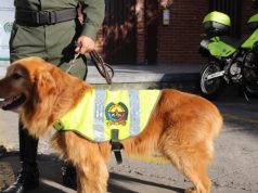 Perro antinarcótico desmantela cargamento de marihuana