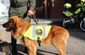 Perro antinarcótico desmantela cargamento de marihuana