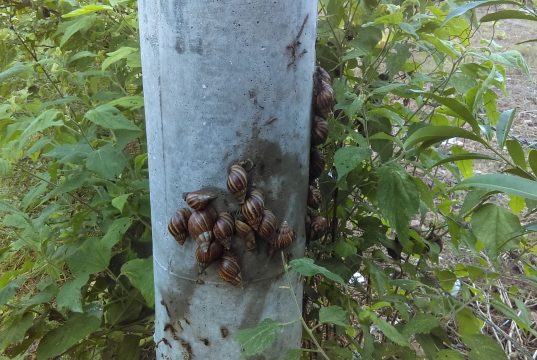 Alerta por presencia de caracol africano en Cundinamarca
