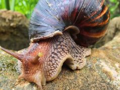 Aumenta la proliferación de Caracol Gigante Africano en Cundinamarca