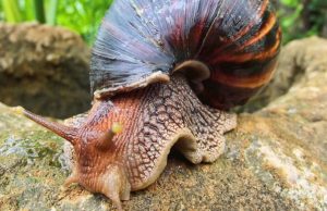 Aumenta la proliferación de Caracol Gigante Africano en Cundinamarca