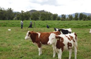 CAR busca responsables causantes de ataque a ganado en Ubaté