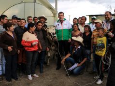 “La culpa es de la vaca” Chía potencia el agro con procesos innovadores