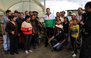 “La culpa es de la vaca” Chía potencia el agro con procesos innovadores