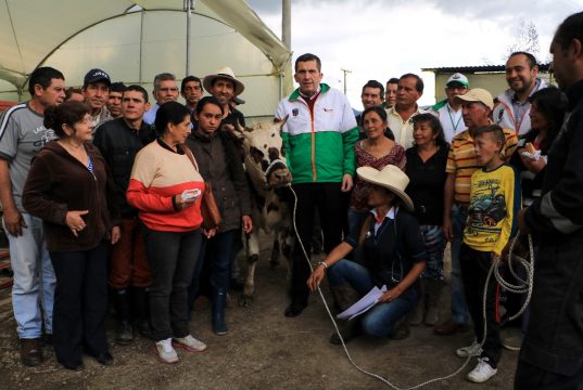 “La culpa es de la vaca” Chía potencia el agro con procesos innovadores