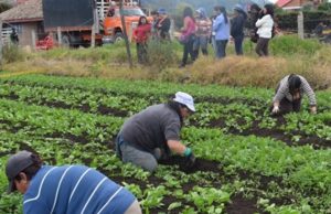Capitalización al sector rural cundinamarqués