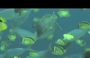 Más de la quinta parte del país son áreas protegidas