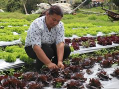 Capital semilla para tocancipeña