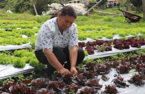 Capital semilla para tocancipeña