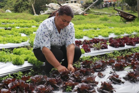 Capital semilla para tocancipeña