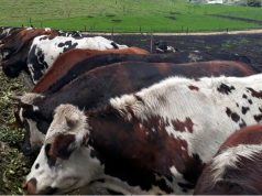 Ganaderos de la sabana mejoran su producción de carne bovina