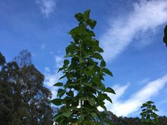 Árboles foráneos deben ser reemplazados por especies nativas en Facatativá