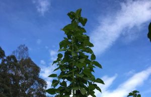 Árboles foráneos deben ser reemplazados por especies nativas en Facatativá