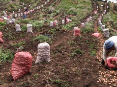 Productores del campo recibirán más recursos en Cundinamarca