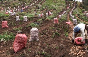 Productores del campo recibirán más recursos en Cundinamarca