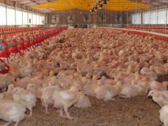 Plan de contingencia para controlar focos de enfermedad Newcastle que afecta a las aves