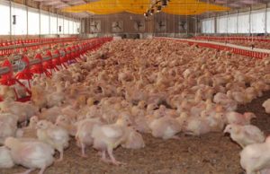 Plan de contingencia para controlar focos de enfermedad Newcastle que afecta a las aves