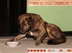 Mejorar el bienestar animal, uno de los principales objetivos en Funza