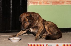 Mejorar el bienestar animal, uno de los principales objetivos en Funza