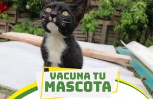 Importante jornada de vacunación se realizará en Mosquera