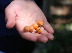 Estudiantes facatativeños participan como sembradores de arboles