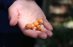 Estudiantes facatativeños participan como sembradores de arboles