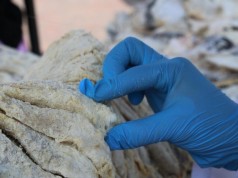 Secretaría de Salud vigila venta de pescado en Semana Santa