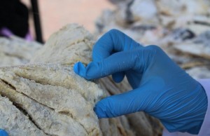 Secretaría de Salud vigila venta de pescado en Semana Santa