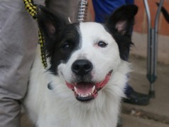 Más de 1200 mascotas vacunadas en Facatativá