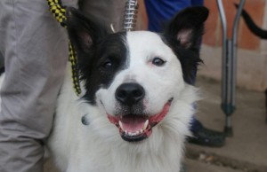 Más de 1200 mascotas vacunadas en Facatativá