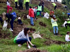 Chía siembra más de 600 árboles nativos