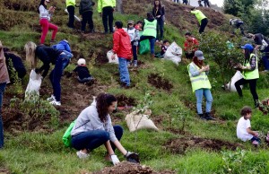 Chía siembra más de 600 árboles nativos
